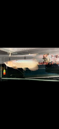 Rare Kerian Blue Crossback Arowana Wild Bloodline