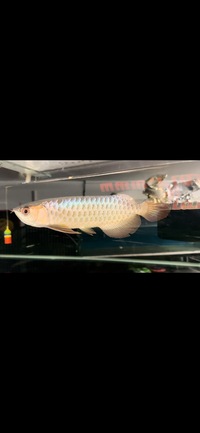 Rare Kerian Blue Crossback Arowana Wild Bloodline