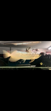 Rare Kerian Blue Crossback Arowana Wild Bloodline