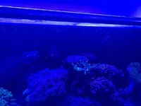 Marine fish tank and fish