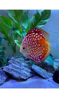 Discus set up : larger discus for sale now