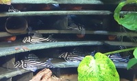 L046 L46 Zebra Pleco Hypancistrus Plecostomus Tropical freshwater fish