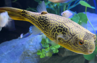 9 inch Mbu Puffer