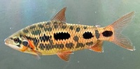 4-5” Strawberry Leporinus x 3