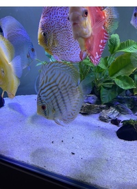 Discus set up : larger discus for sale now