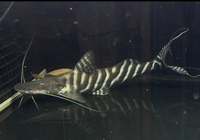 Tigrinus Catfish Brachyplatystoma tigrinum