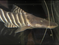 Tigrinus Catfish Brachyplatystoma tigrinum