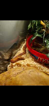 Adult corn snake for sale