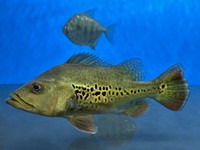 Kelberi Peacock bass for sale