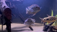 4-5” Geophagus Red Head Tapajos x 2