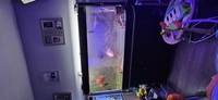 5ft fishtank with everything