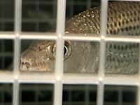 African Tiger Fish Hydrocynus Vittatus