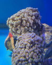 Marine fish / Hammer Corals