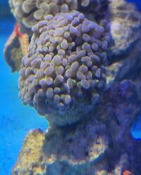 Marine fish / Hammer Corals