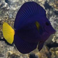 Marine fish / Large Purple Tang