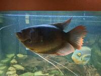 Red Tail Giant Gourami