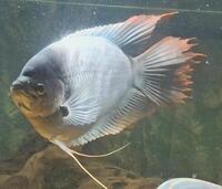 Red Tail Giant Gourami