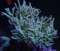 Large Green Sinularia Soft Finger Leather Coral for Marine Aquarium