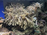 Large Green Sinularia Soft Finger Leather Coral for Marine Aquarium