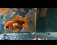 Group of 25 Fancy Goldfish