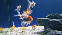 Group of 25 Fancy Goldfish