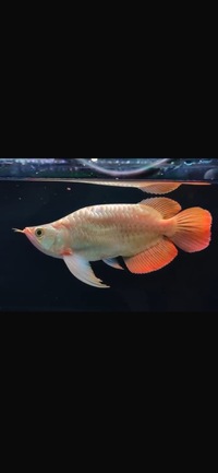 Available / landed Exclusive Show Quality Rare Super Red Fish 8 Planet Arowana NOW SOLD