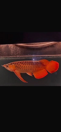 In stock available -Exclusive Show Quality Rare Super Red Fish 10 Planet Arowana