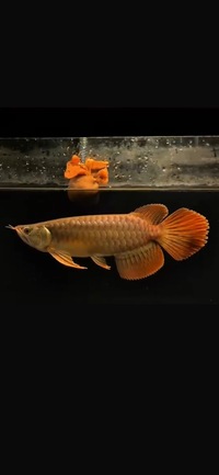 Landed In Stock Available Exclusive Show Quality Rare Super Red Fish 11 Planet Arowana