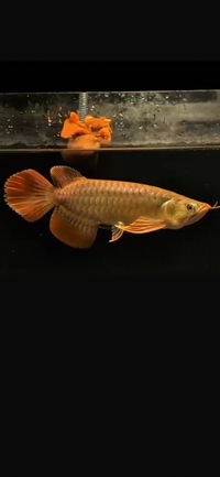 Landed In Stock Available Exclusive Show Quality Rare Super Red Fish 11 Planet Arowana