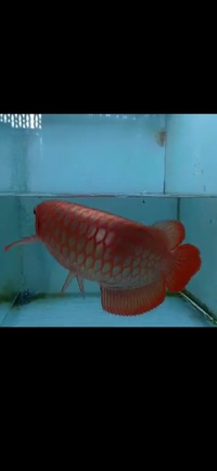 Now Landed / Now Sold Exclusive Show Quality Rare Super Red Fish 17 Planet Arowana