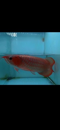 Now Landed / Now Sold Exclusive Show Quality Rare Super Red Fish 17 Planet Arowana