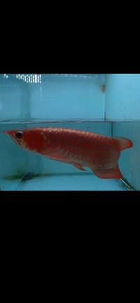 Now Landed / Now Sold Exclusive Show Quality Rare Super Red Fish 17 Planet Arowana