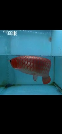 Now Landed / Now Sold Exclusive Show Quality Rare Super Red Fish 17 Planet Arowana