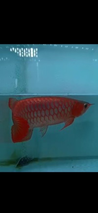 Now Landed / Now Sold Exclusive Show Quality Rare Super Red Fish 17 Planet Arowana