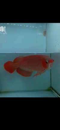 Now Landed / Now Sold Exclusive Show Quality Rare Super Red Fish 17 Planet Arowana