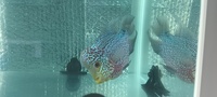 Kamfa f2 flowerhorn