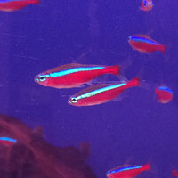 XL NEON TETRA - 40 available