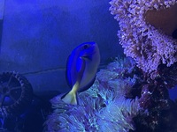 Beautiful 4inch Regal Tang - for sale £40