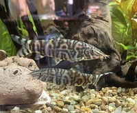  X2 Yo-yo loaches - 3 inches for sale - North London