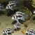 Wet Pets Solihull - For sale x 5 Cyphotilapia black widow frontosa 7 to 9 cm