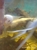 NOW SOLD---Breeding pair of Angelfish (5 inch) male yellow Koi/female white koi-