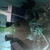 Wet Pets Solihull - For sale x 5 Cyphotilapia black widow frontosa 7 to 9 cm