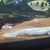 RARE Platinum Endlicheri (White/ Leucistic) 5-6inches