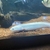 RARE Platinum Endlicheri (White/ Leucistic) 5-6inches