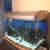 Aqua One AR850 Full Tropical set up with fish £175