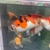 Moving house and selling koi plus all equipment