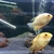 Pair of lovely Gold Severums