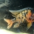 American cichlids, catfish and blue crayfish