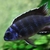 Wet Pets Solihull Have stunning Malawi Juvies for sale some rarer ones and a goo