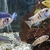 Wet Pets Solihull Have stunning Malawi Juvies for sale some rarer ones and a goo